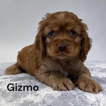 puppy, for, sale, Cocker Spaniel, Joe & Cherri  Overlease, dog, breeder, Miller, MO, dog-breeder, puppy-for-sale, forsale, nearby, find, puppyfind, locator, puppylocator, aca
